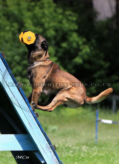 Dog Sports Equipment for Sale UK